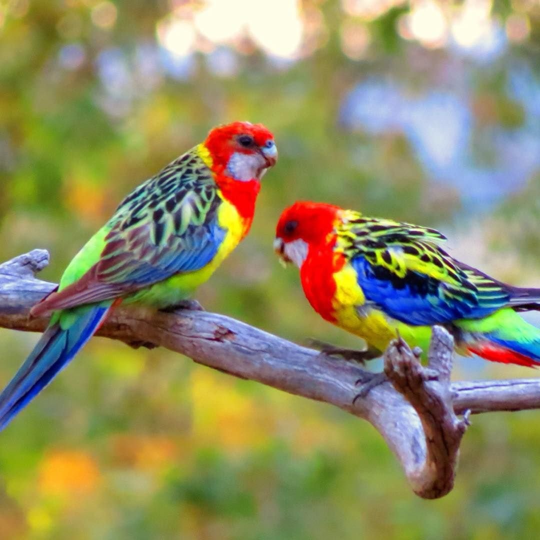 Попугай Розелла