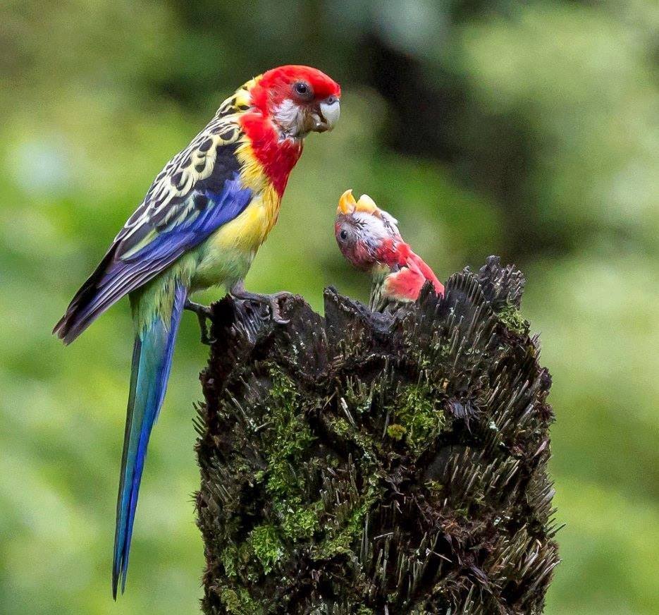 Птенцы попугая Розелла