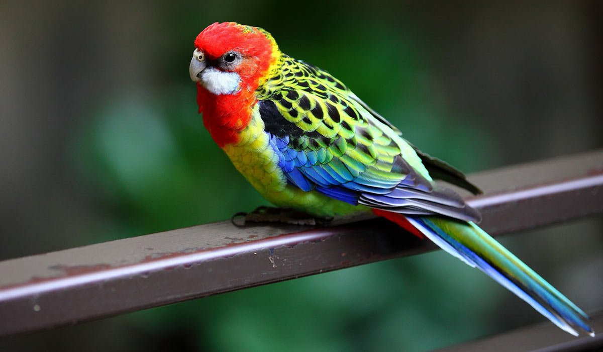 Попугай Розелла