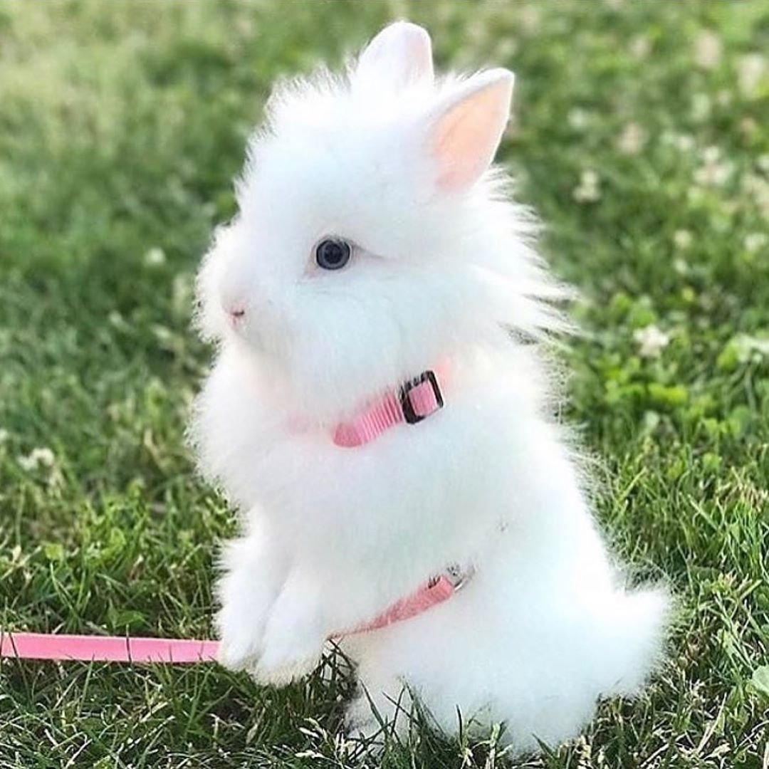 Ангорский хомяк розовый