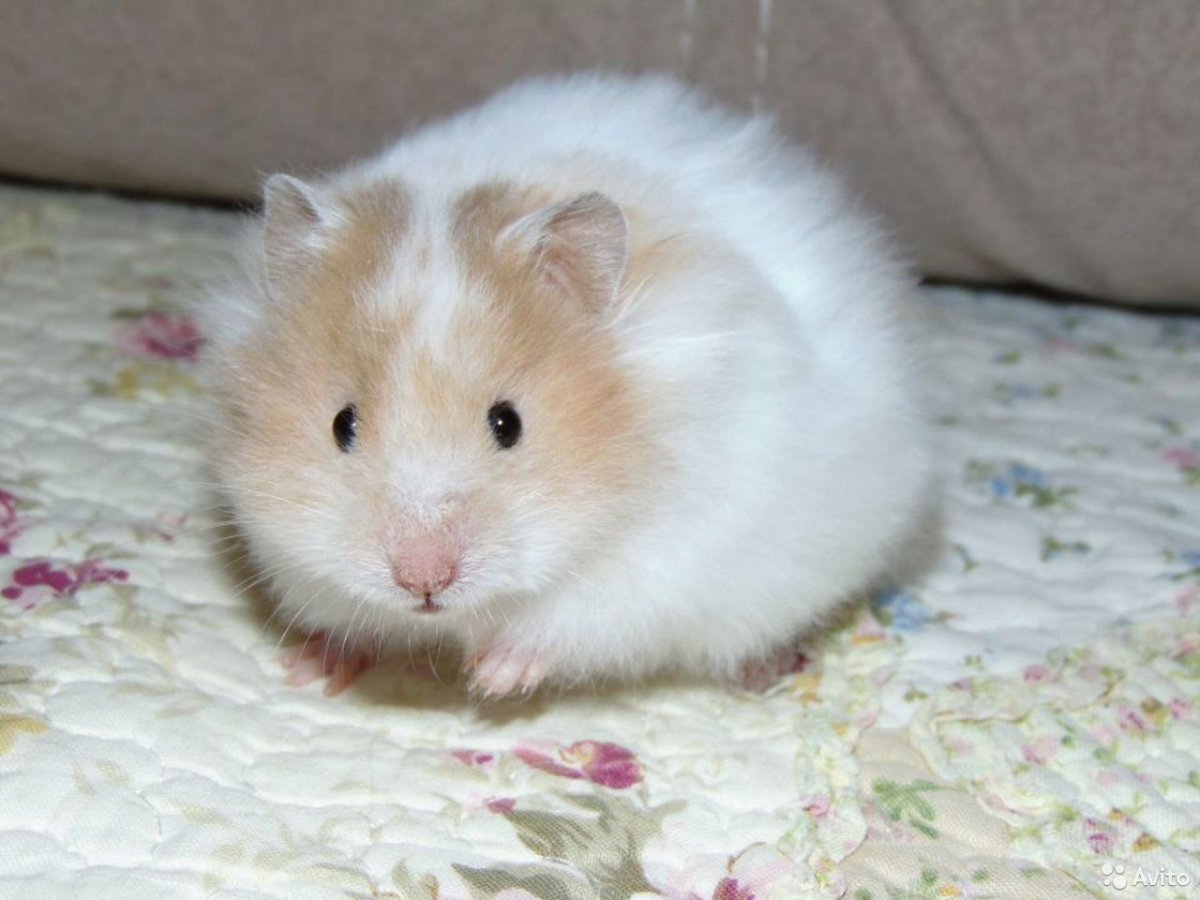 Пушистый Зайка