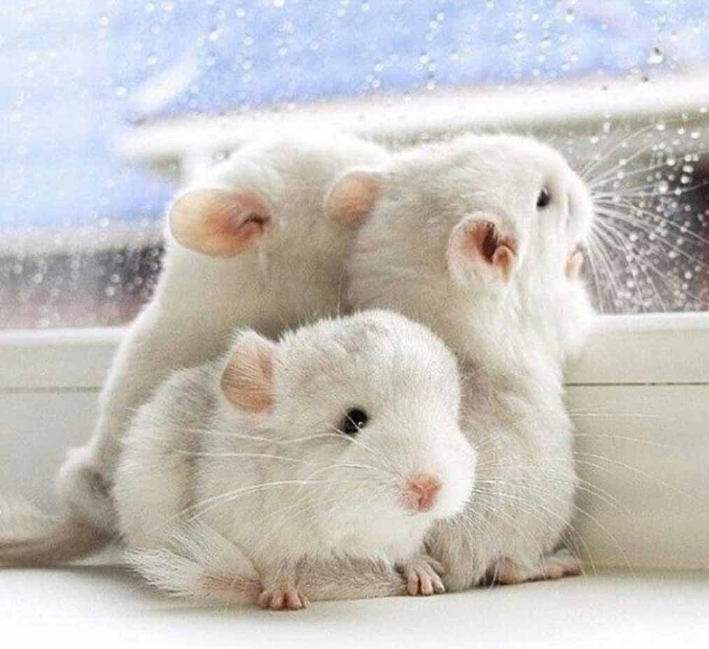 Джунгарский хомяк Хома