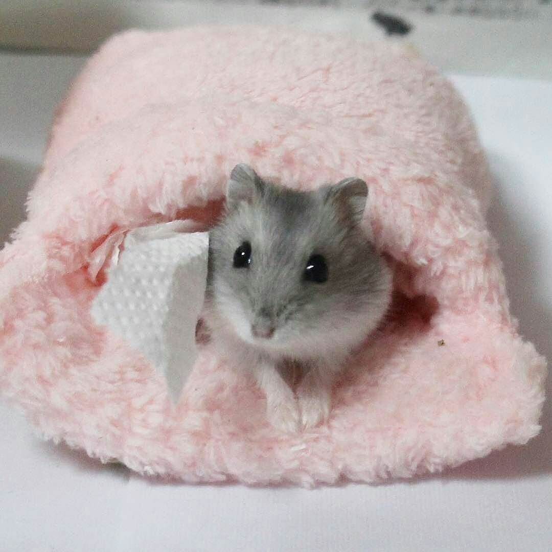 Хомяк в руке