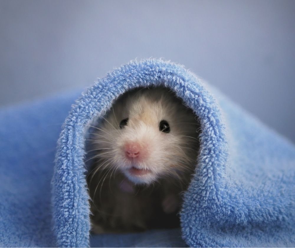 Хомячок выглядывает