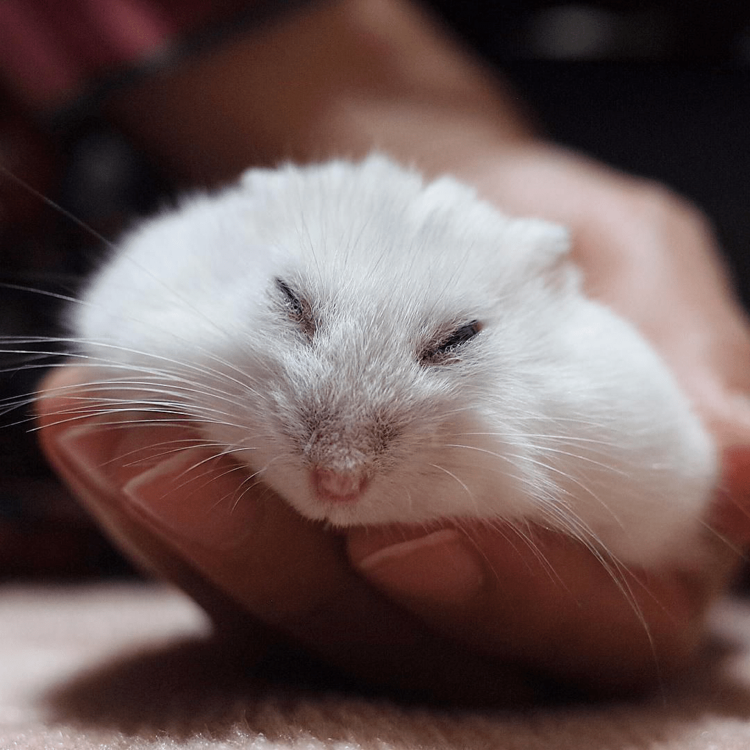 Беленький джунгарский хомячок