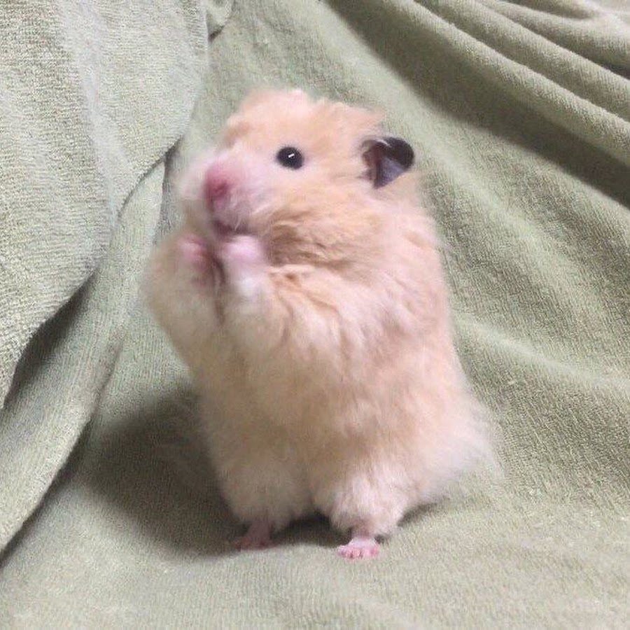 Ангорский сирийский хомячок