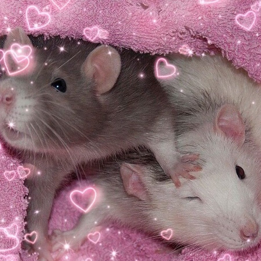 Хомяк сирийский белый ангорский