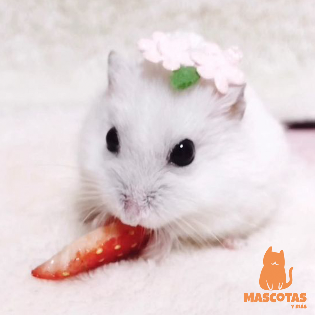 Самый милый хомячок