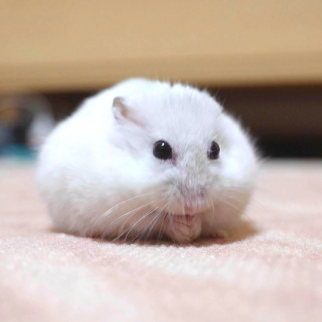 Джунгарский хомяк белый