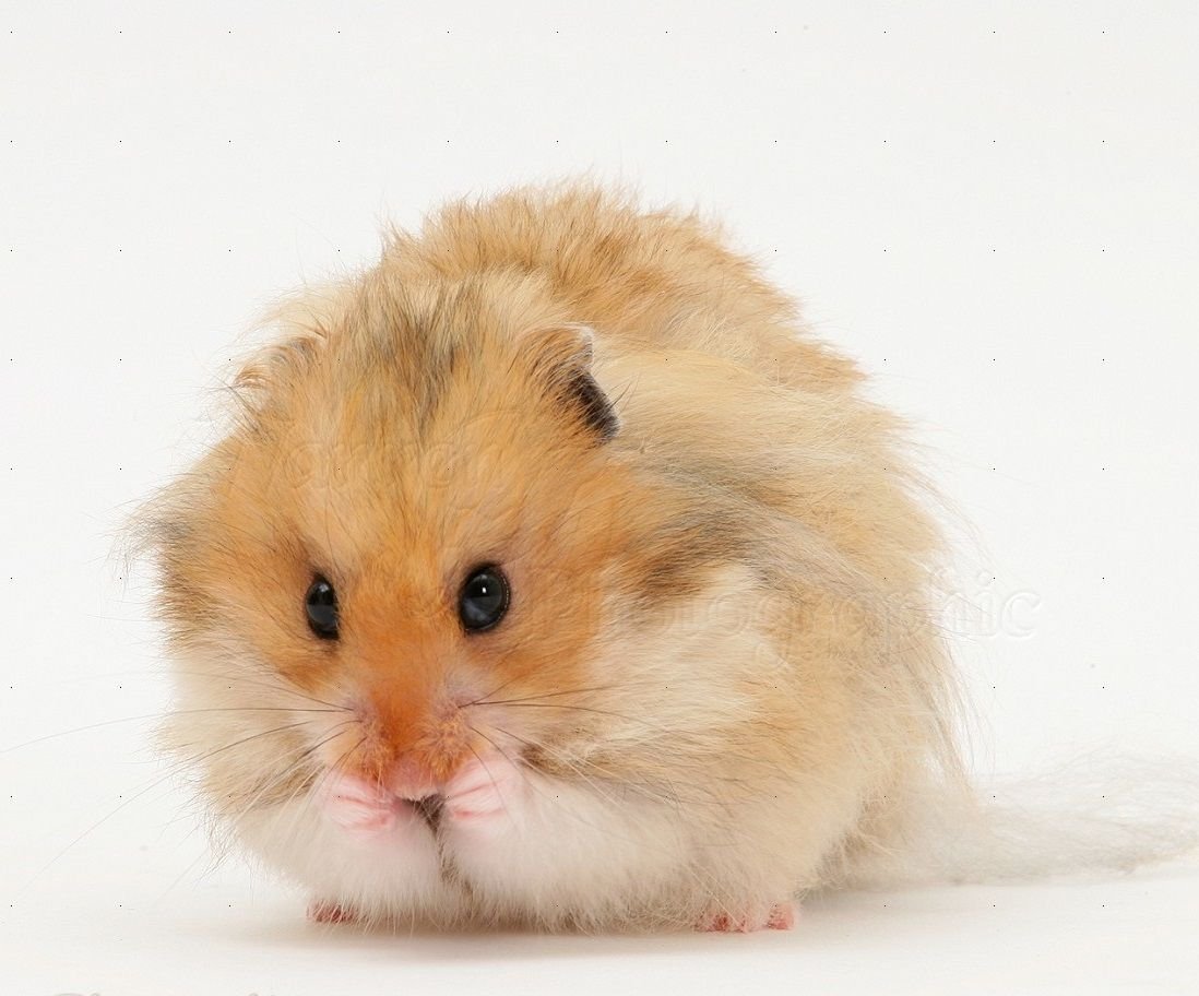 Породы хомяков ангорский