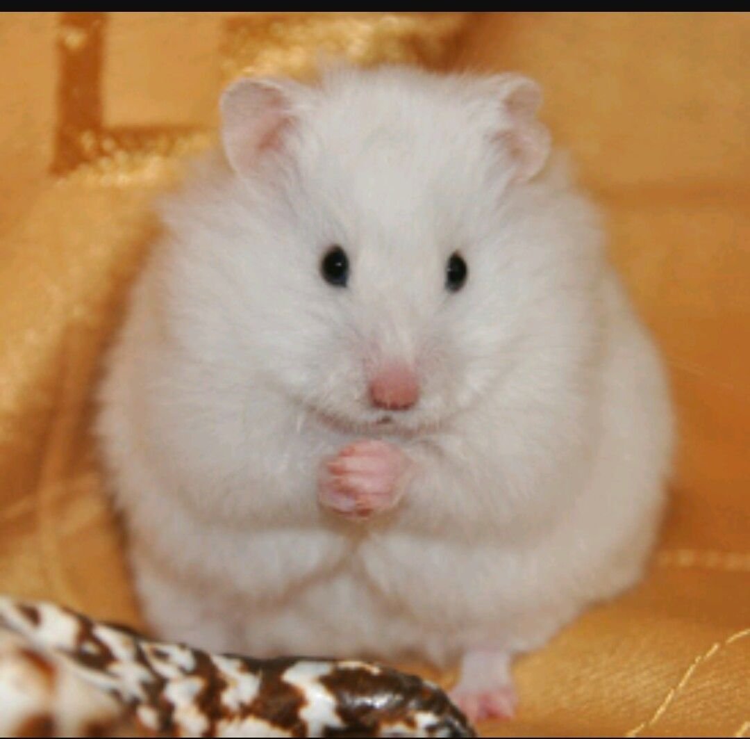 Игрушки Santaniel паук