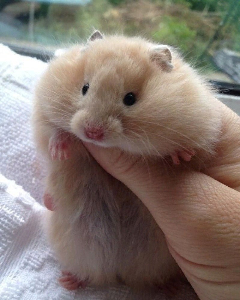 Домашние хомячки белые