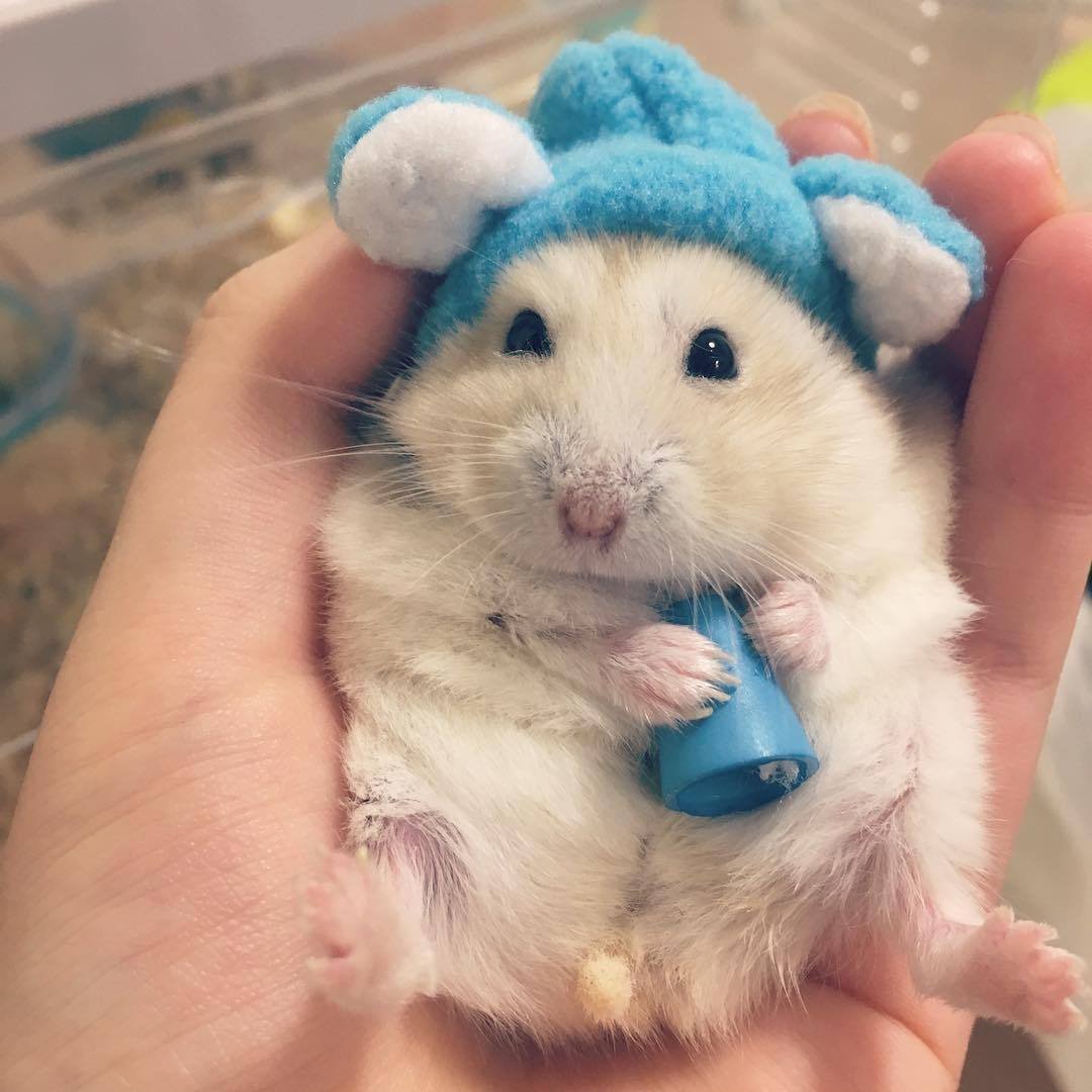 Розовый хомяк