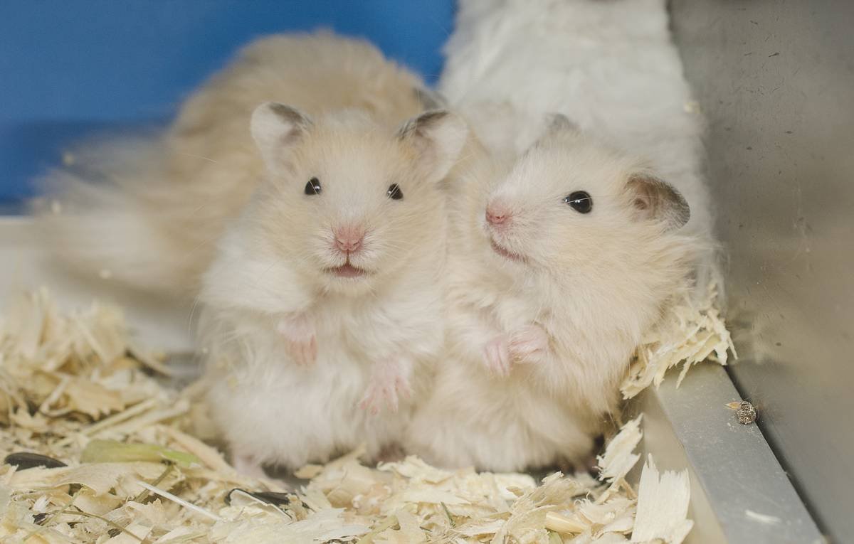 Милые хомячки на рабочий стол Эстетика