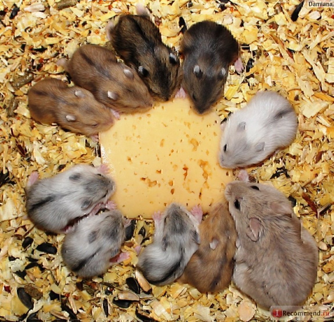 Хомяк джунгарик