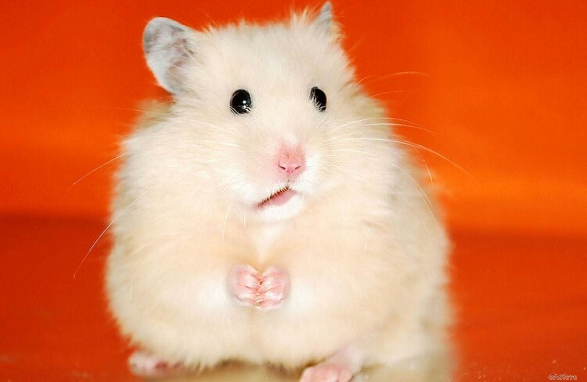 Милые хомячки