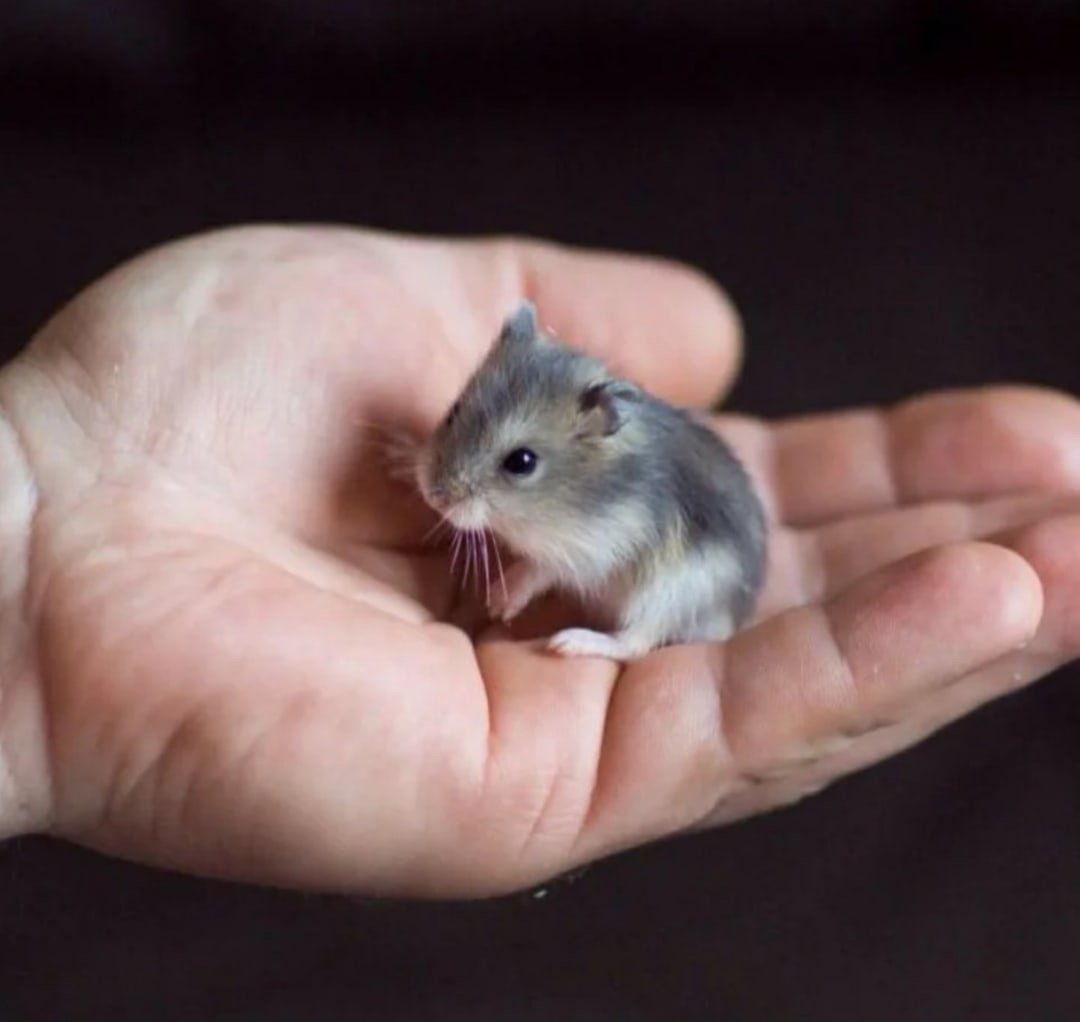 Норка джунгарского хомяка