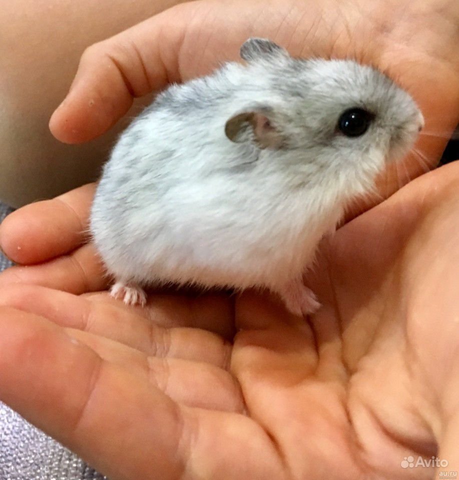 Джунгарский хомяк жемчужный