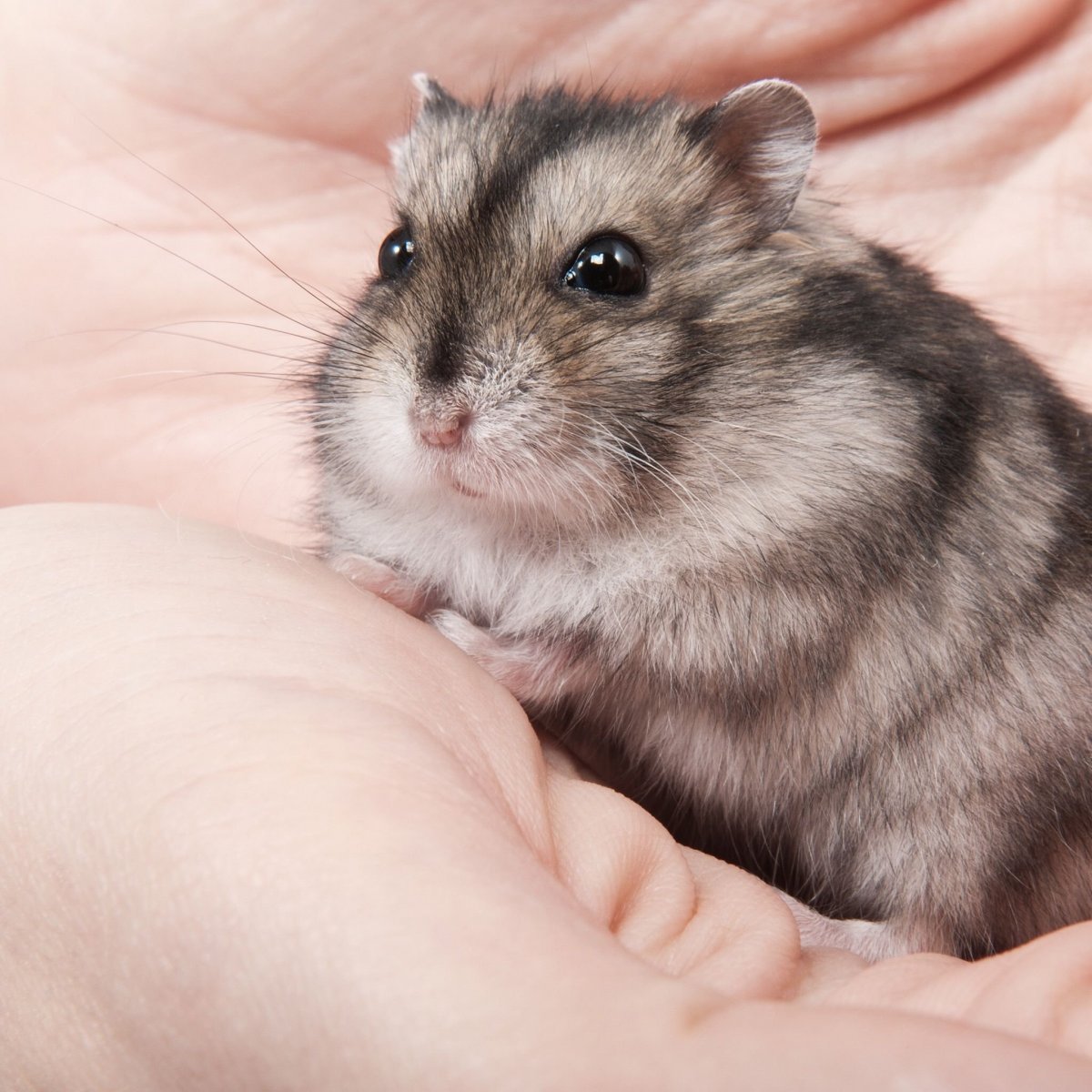 Карликовый хомяк джунгарский