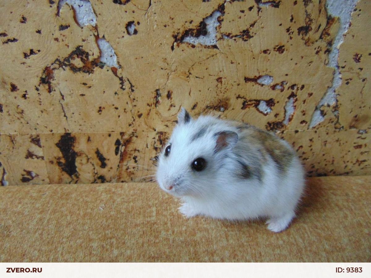 Хомяк джунгарик