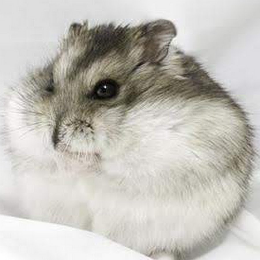 Джунгарский хомяк окрас сапфир