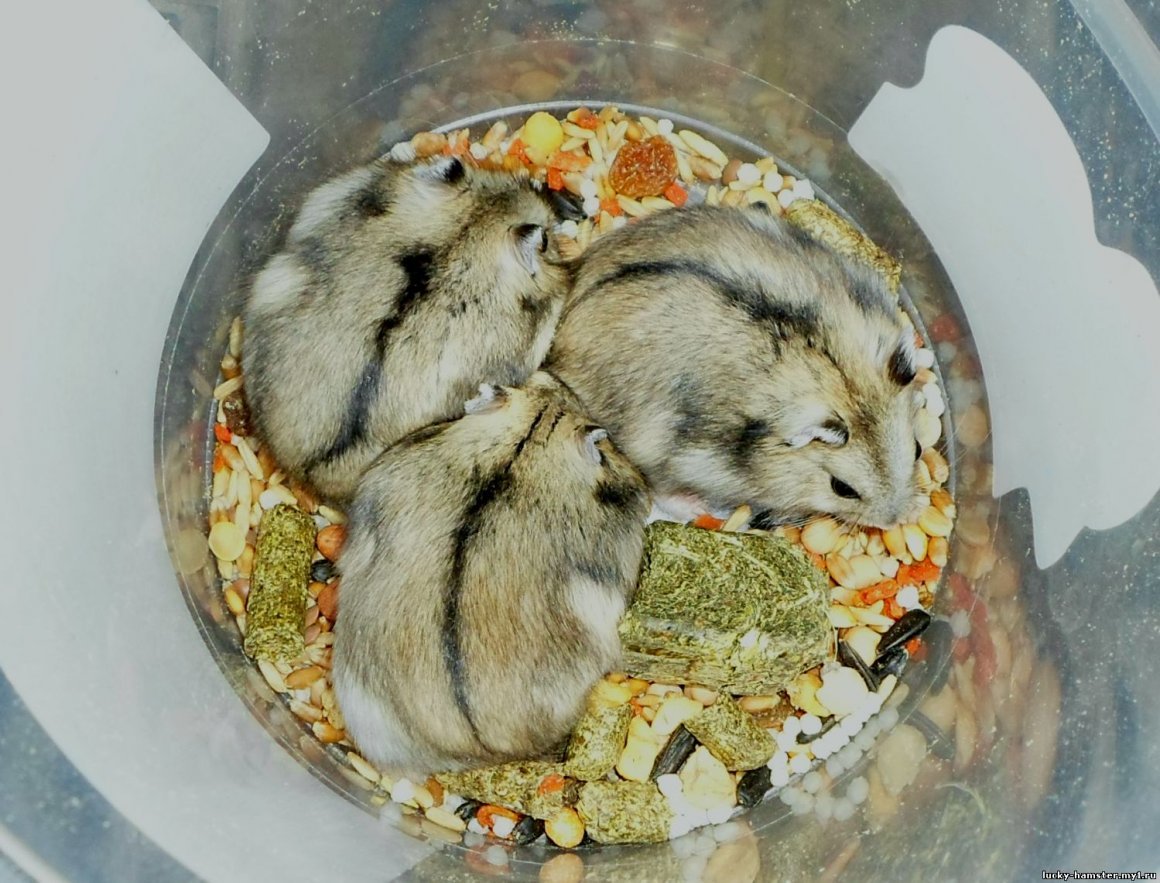 Джунгарский хомячок смешные