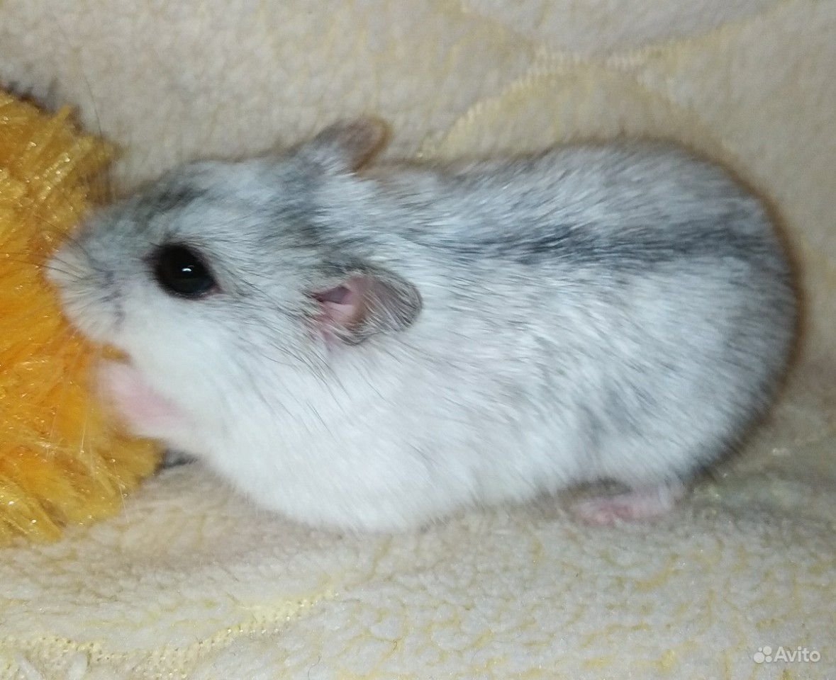 Хомяки джунгарики