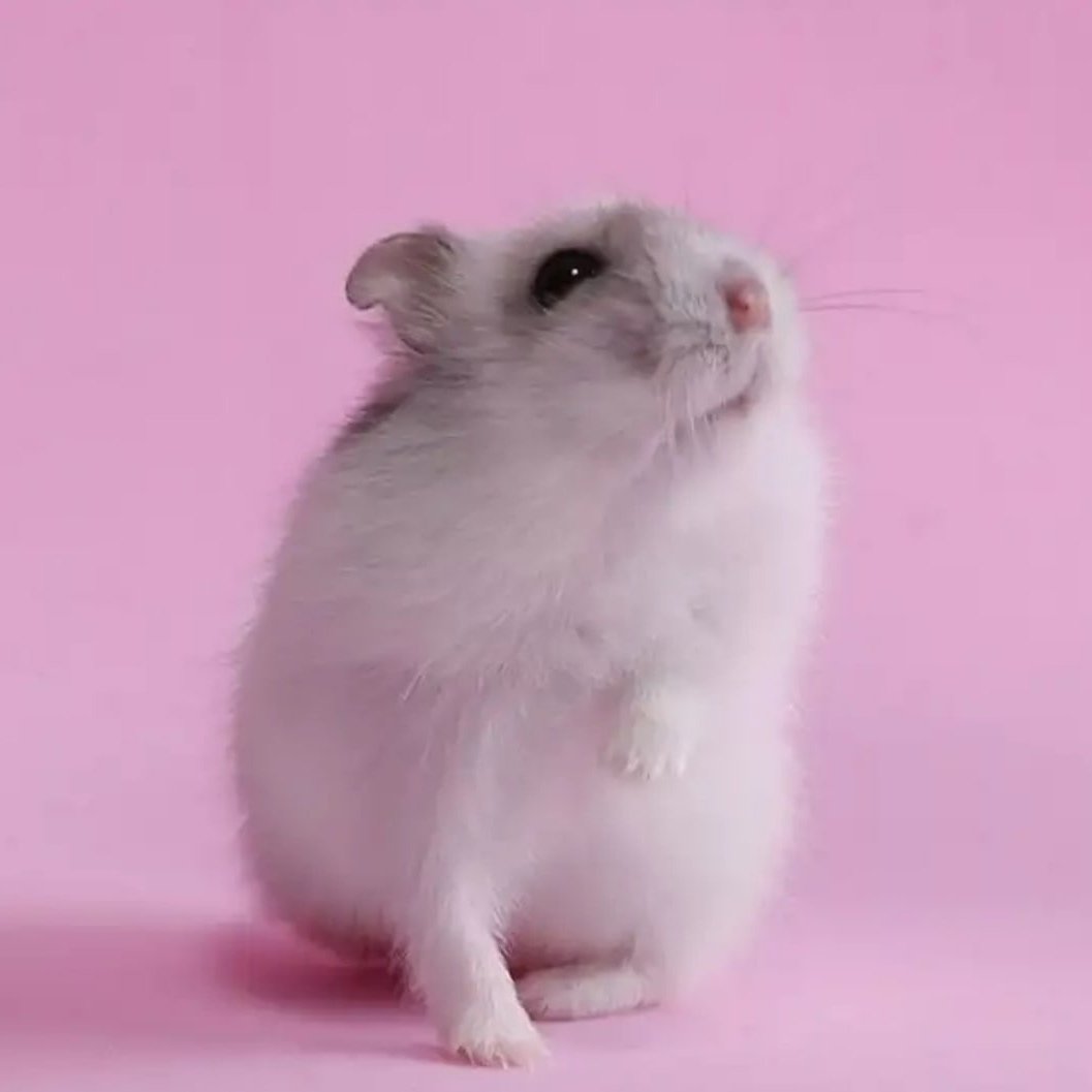 Джунгарский хомяк белый