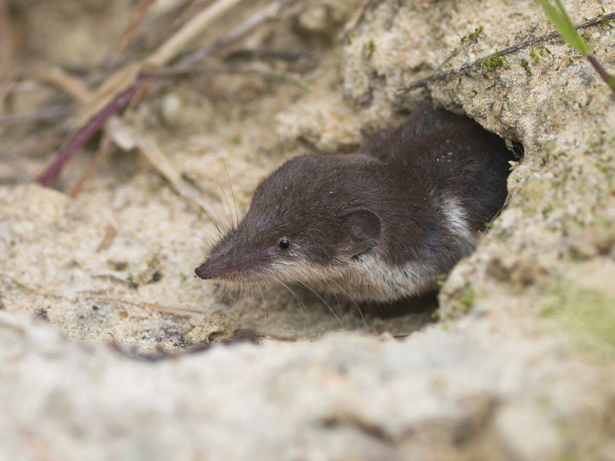 Землеройка обыкновенная в норе