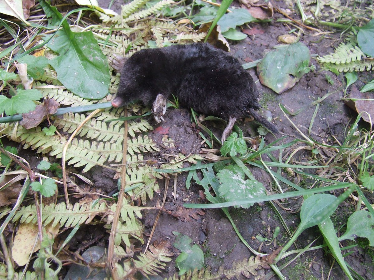 Норы медведки и землеройки