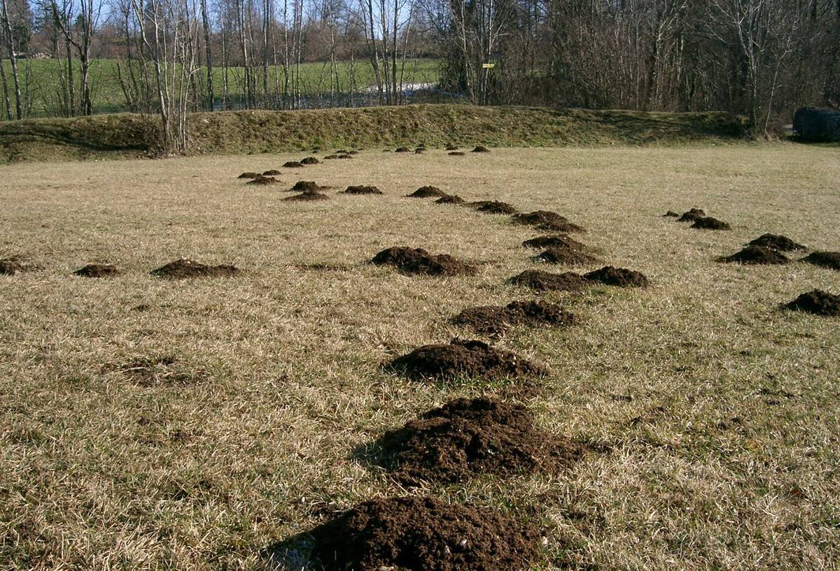 Нора гадюки