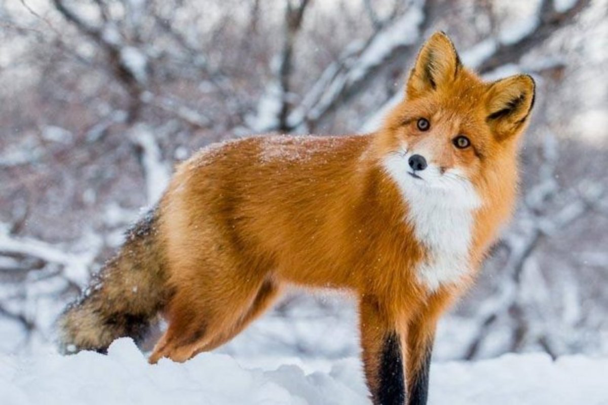 Лисичка Патрикеевна Полярная