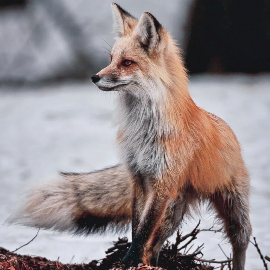 Анадырская обыкновенная лисица