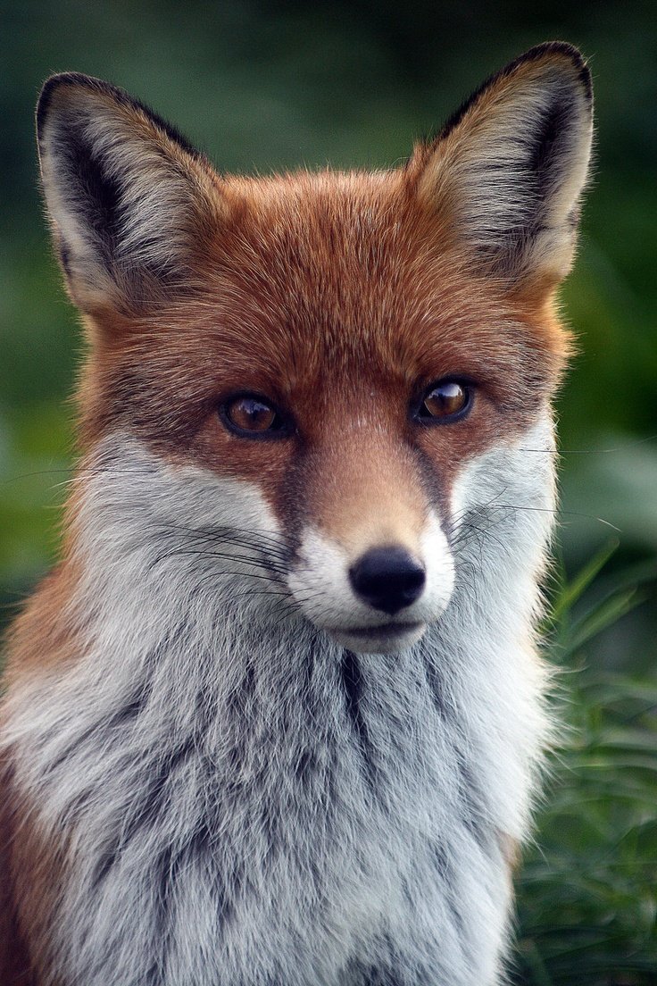 Обыкновенная лисица (рыжая лисица)