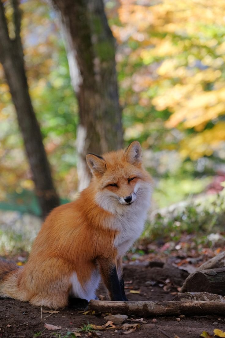 Канадская лиса