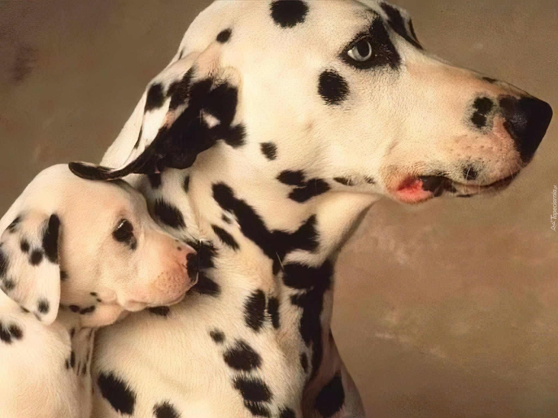 Рассмотрите фотографию собаки породы далматин. Далматин. Собака далматинец. Далматин, щенок. Далматинец щенок.
