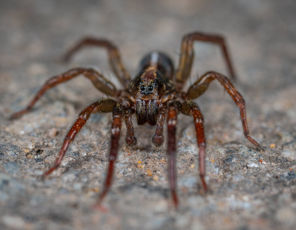 Пустынный паук