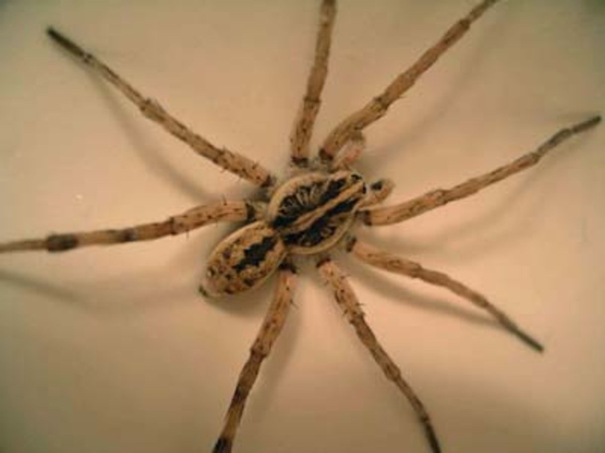 Тарантул Каракурт птицеед