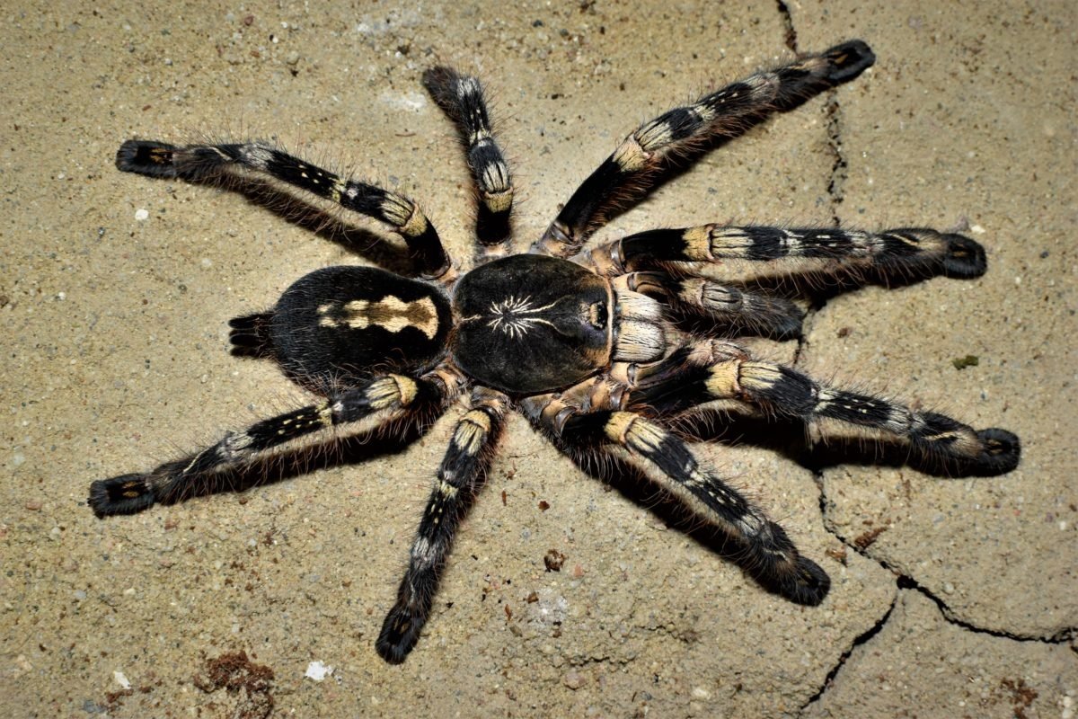 Бразильский Тарантул