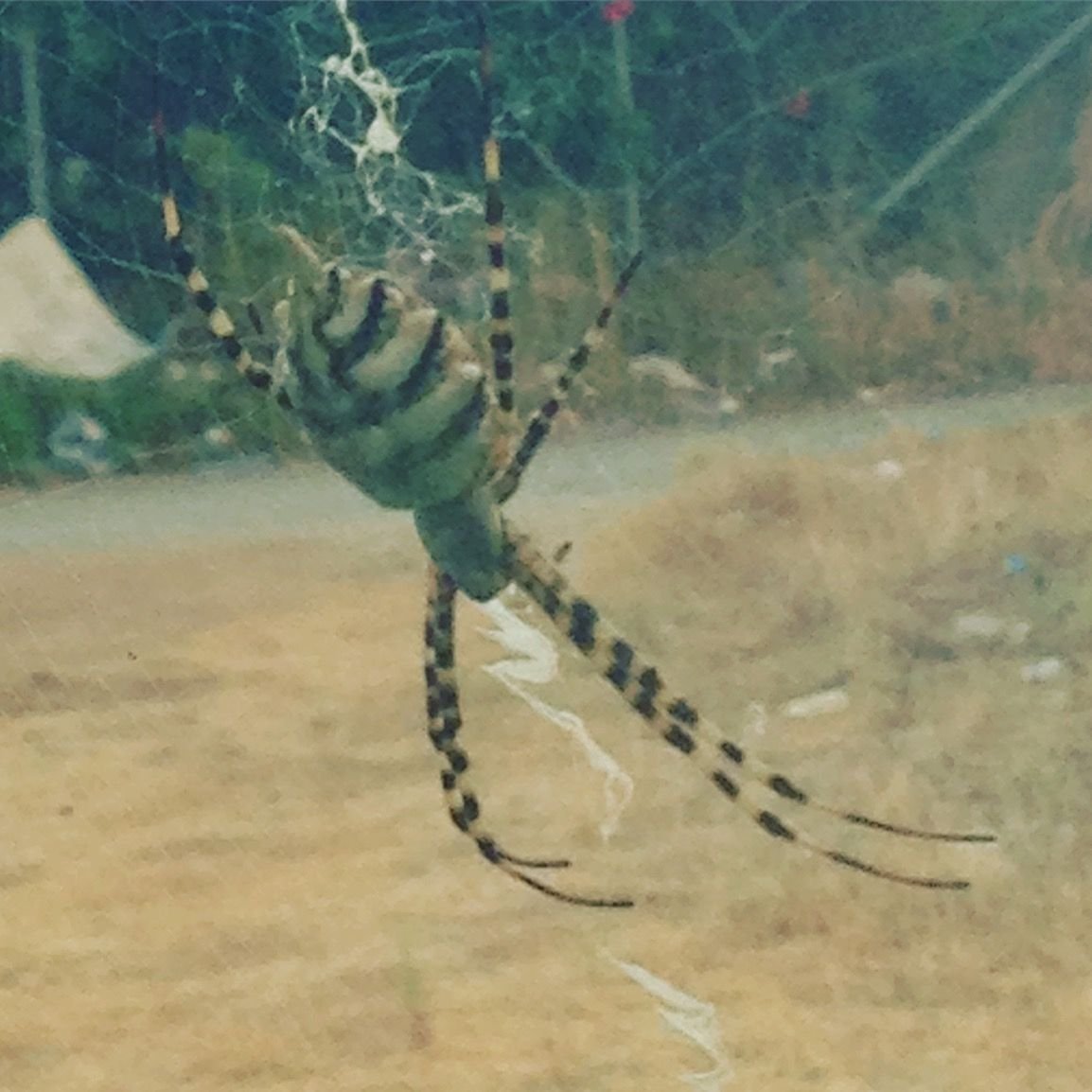 Тарантул черно белый