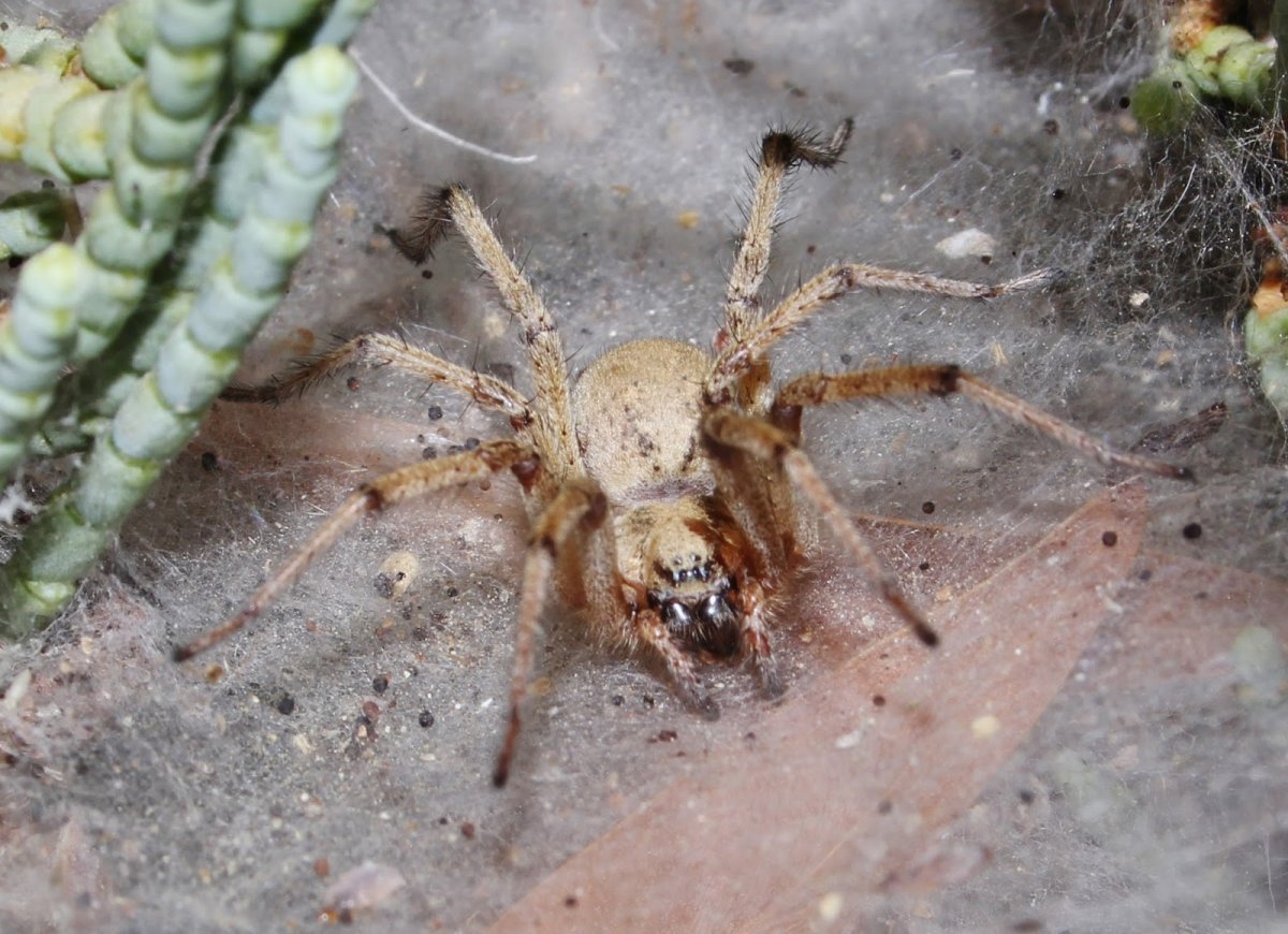 Пауки кипра