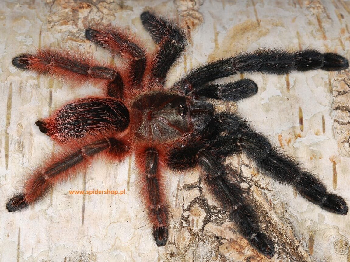 Паук Тарантул