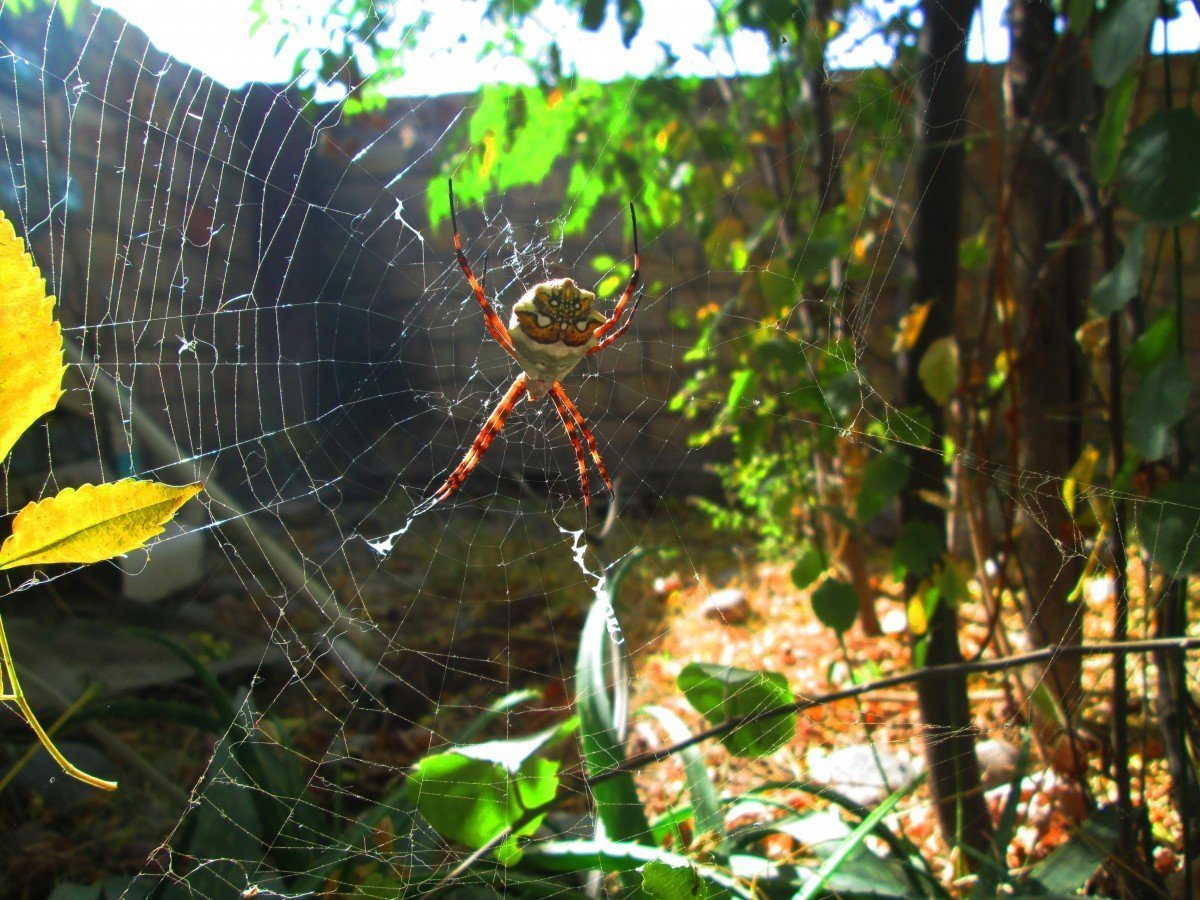Птицеед Голиаф домашний