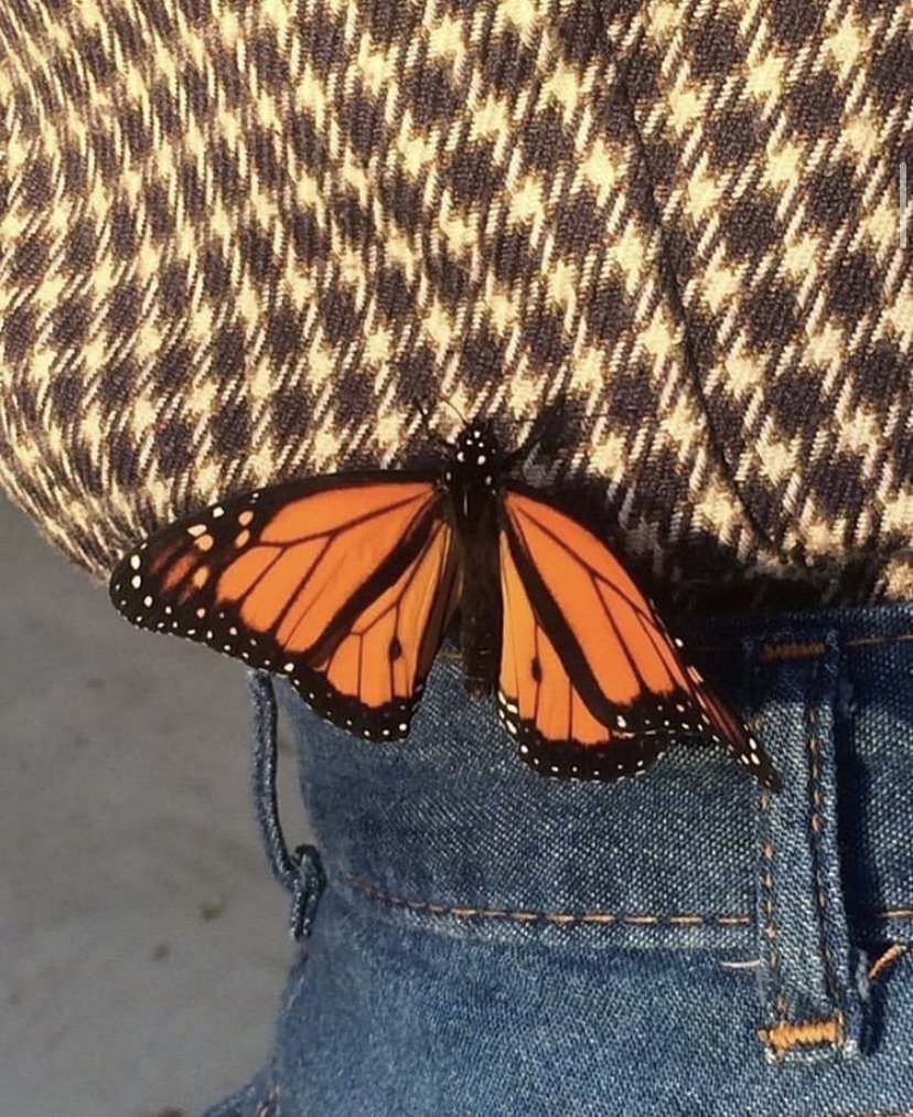 Красные Крылья бабочки