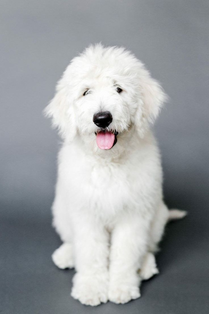 большая белая собака фото