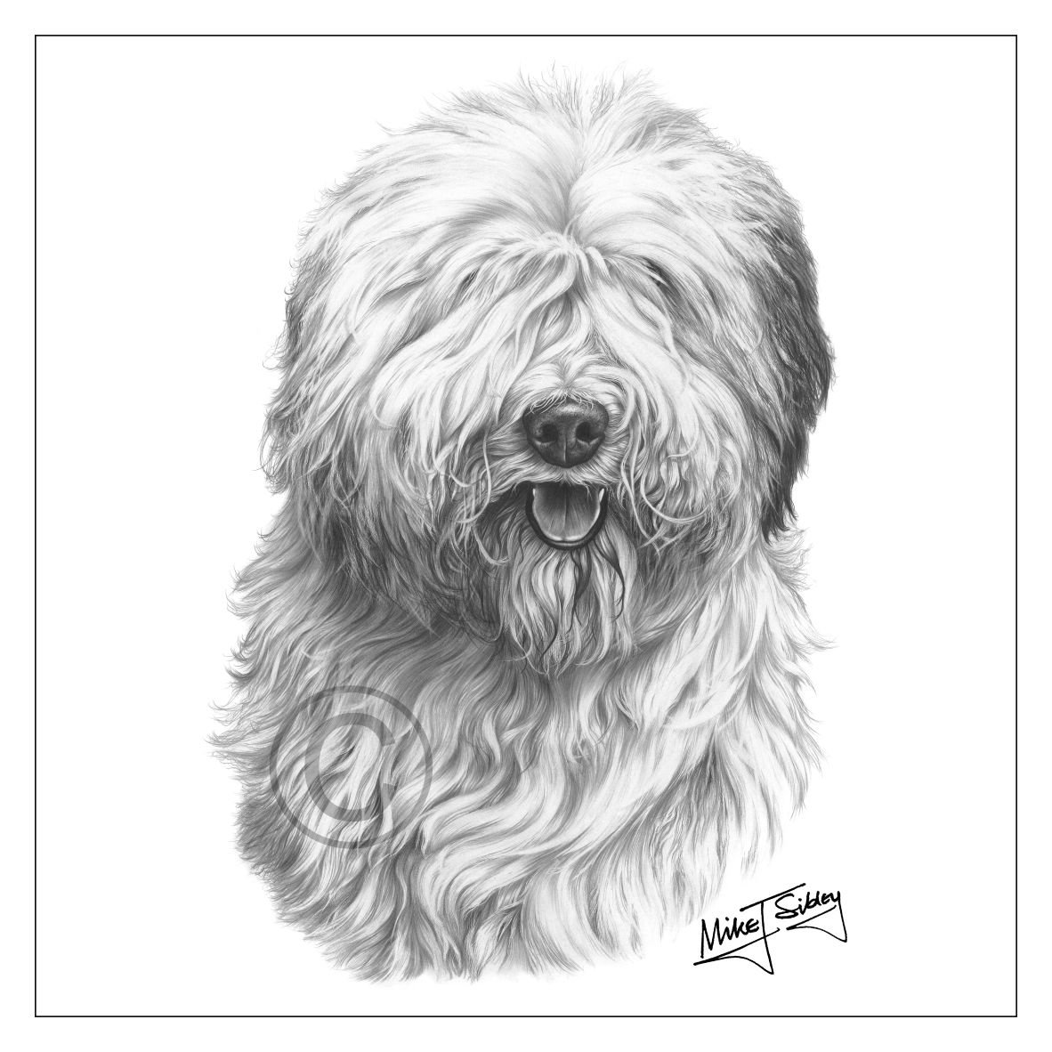 Смешные пушистые собаки