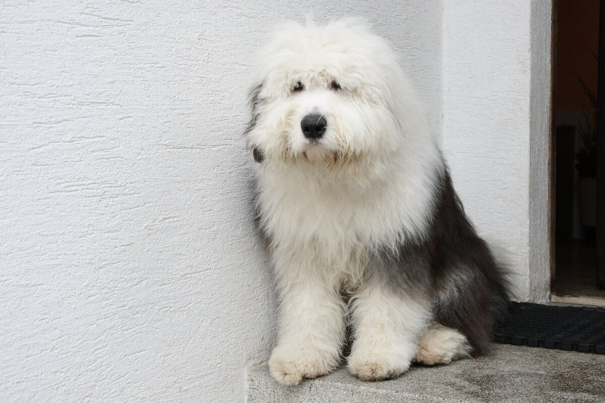 Староанглийская овчарка