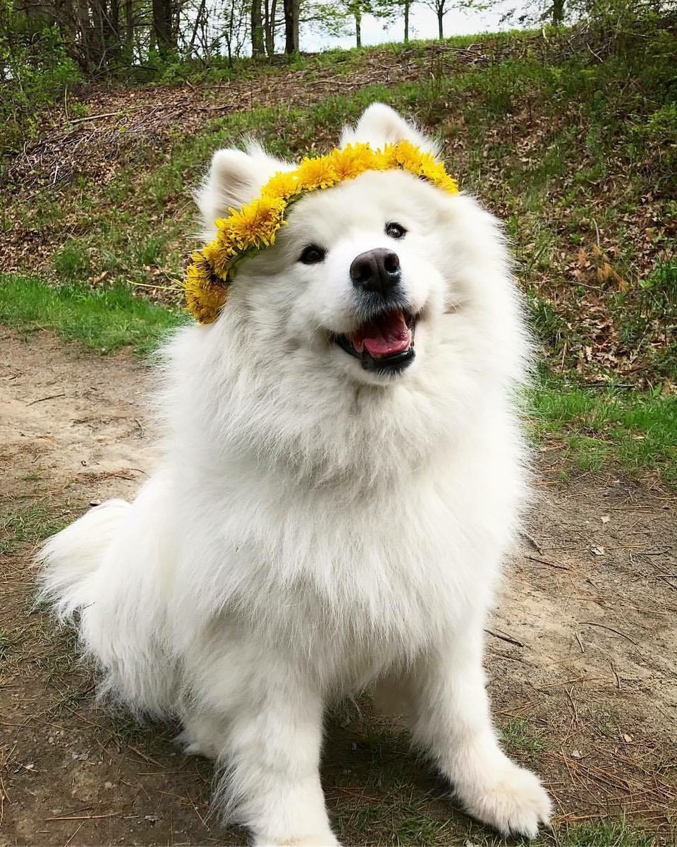 Ретривер пудель