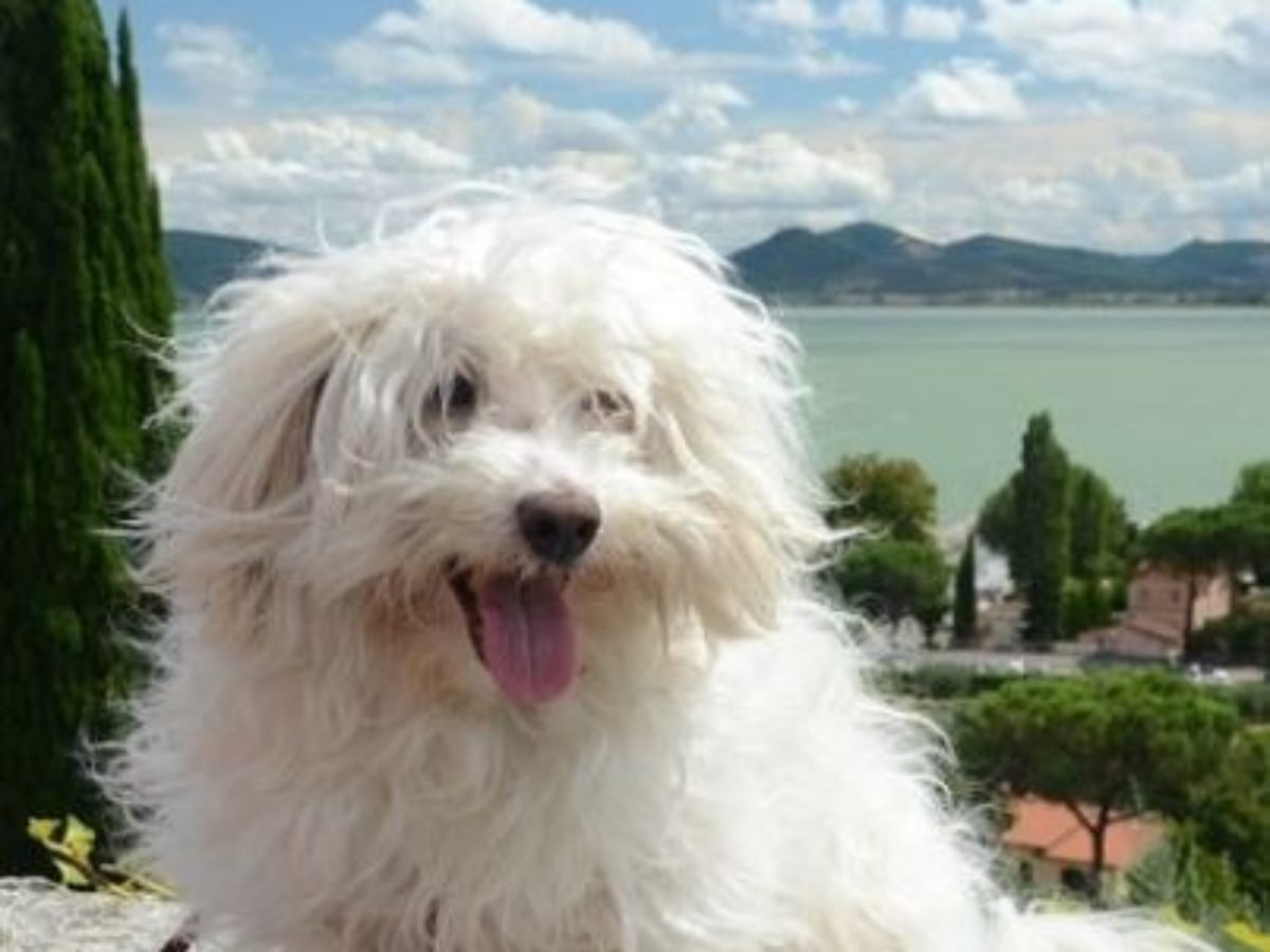 Белые лохматые собаки маленькие