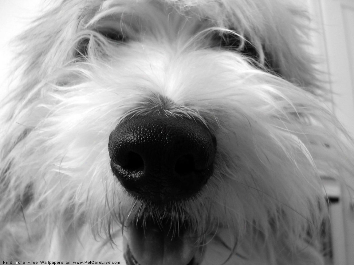 Вест-хайленд-Уайт-терьер морда